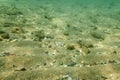 Underwater photo, sea bottom surface, sand with small rocks. Abstract marine background Royalty Free Stock Photo