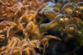 Underwater photo, sea coral and anemone tentacles fluorescent in UV light. Abstract marine scene