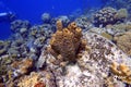 Sea Sponge attached to the rock and coral reef in the ocean Royalty Free Stock Photo