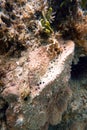 Sea Sponge attached to the rock and coral reef in the ocean Royalty Free Stock Photo