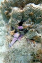 Sea Sponge attached to the rock and coral reef in the ocean Royalty Free Stock Photo