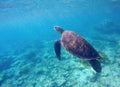 Underwater photo of sea tortoise with text place Royalty Free Stock Photo