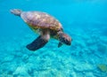 Underwater photo with sea turtle and text place Royalty Free Stock Photo