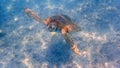 An underwater photo of a Sea Turtle