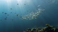 Underwater photo of shoal of fish in rays of light