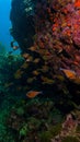 Underwater photo of shoal of soldier fish and colorful corals Royalty Free Stock Photo