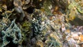 Underwater photo of small octopus swimming in tropical exotic bay among corals with crystal clear sea. Common reef