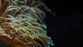 Underwater photo - soft coral or anemone with tentacles, emitting under UV light, beautiful abstract marine organic Royalty Free Stock Photo