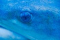 Underwater photo of a tawny nurse shark lying on coral reef in clear water Shorttail nurse shark swimming in an aquarium Royalty Free Stock Photo