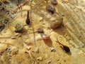 Underwater photo of toads tadpoles and water snails in a lake