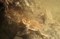 Underwater photo of two toads in a bog lake in Bavaria Royalty Free Stock Photo