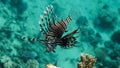 Lion fish - Pterois volitans