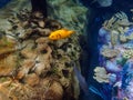 An underwater photo of a yellow Dogfaced Puffer fish Royalty Free Stock Photo