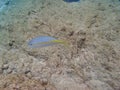 Yellowtail Snapper in the ocean Royalty Free Stock Photo