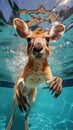 underwater photo of a young kanguru in a swimming pool Royalty Free Stock Photo