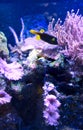 Underwater photograph of a coral reef with a fish taken