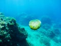 Underwater photograph of jellyfish in the Mediterranean Sea