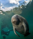 Manatee and underwater photographer Royalty Free Stock Photo