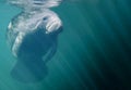 Full Manatee Portrait Royalty Free Stock Photo