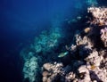 Underwater photograph with variety of fish and colorful coral of great barrier reef, Queensland, Australia. Exological Royalty Free Stock Photo