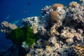 Underwater photograph with variety of fish and colorful coral of great barrier reef, Queensland, Australia. Exological Royalty Free Stock Photo