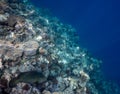 Underwater photograph with variety of fish and colorful coral of great barrier reef, Queensland, Australia. Exological Royalty Free Stock Photo