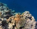 Underwater photograph with variety of fish and colorful coral of great barrier reef, Queensland, Australia. Exological Royalty Free Stock Photo