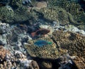Underwater photograph with variety of fish and colorful coral of great barrier reef, Queensland, Australia. Exological Royalty Free Stock Photo