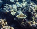 Underwater photograph with variety of fish and colorful coral of great barrier reef, Queensland, Australia. Exological