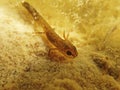 Underwater photograph of a young newt in a pond