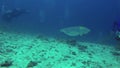 Underwater photographer. Underwater photography camera man taking cuttlefish photo