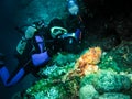 Underwater photographer is taking picture of a scorpion fish Royalty Free Stock Photo