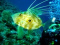 Underwater photographer is taking picture of a zeus faber fish. Royalty Free Stock Photo