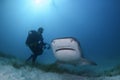 Underwater Photographer and Tiger Shark under Sun Ball