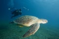 Underwater Photographer/Turtle Royalty Free Stock Photo