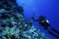 Underwater Photographer with a Turtle Royalty Free Stock Photo