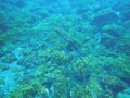 Underwater photography of barracuda in the Atlantic ocean, yellow barracuda, Sphyraena viridensis, El Hierro, Spain Royalty Free Stock Photo