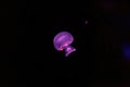 underwater photography of a beautiful cannonball jellyfish stomolophus meleagris