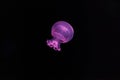 underwater photography of a beautiful cannonball jellyfish stomolophus meleagris