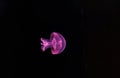 underwater photography of a beautiful cannonball jellyfish stomolophus meleagris