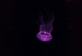 underwater photography of beautiful eirene lactoides jellyfish