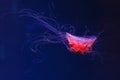 underwater photography of a beautiful lion\'s mane jellyfish cyanea capillata