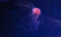 underwater photography of a beautiful lion\'s mane jellyfish cyanea capillata