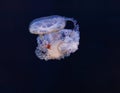 underwater photography of beautiful mediterranean jellyfish cotylorhiza tuberculata Royalty Free Stock Photo