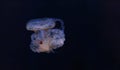 underwater photography of beautiful mediterranean jellyfish cotylorhiza tuberculata Royalty Free Stock Photo