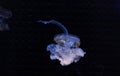 underwater photography of beautiful mediterranean jellyfish cotylorhiza tuberculata Royalty Free Stock Photo