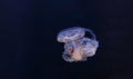 underwater photography of beautiful mediterranean jellyfish cotylorhiza tuberculata Royalty Free Stock Photo