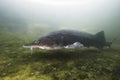 Underwater photography of the biggest fish Beluga, Huso huso swimming in the river. Beautifull river habitat. Freshwater fish