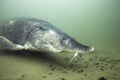 Underwater photography of the biggest fish Beluga, Huso huso swimming in the river. Beautifull river habitat. Freshwater fish