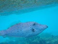 Underwater photography of a Broomtail filefish (Aluterus scriptus) in tropical waters, Caribbean Sea